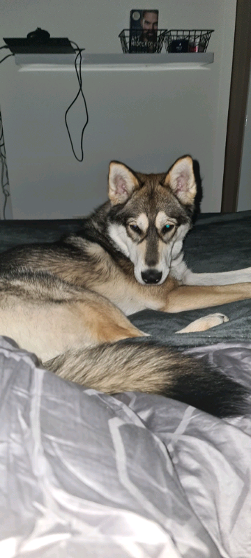 wolf puppies for sale gumtree